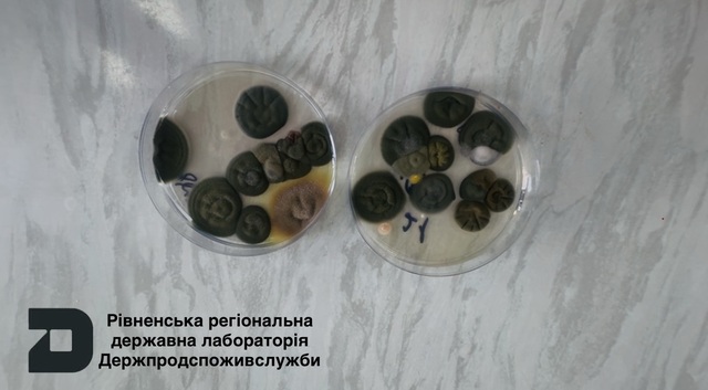  Що потрібно знати про  плісняві гриби або ж як називають у народі  - цвіль?