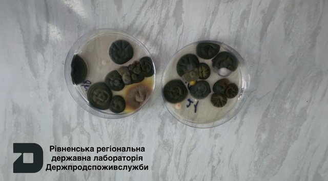  Що потрібно знати про  плісняві гриби або ж як називають у народі  - цвіль?